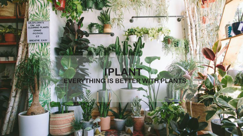 plant shop